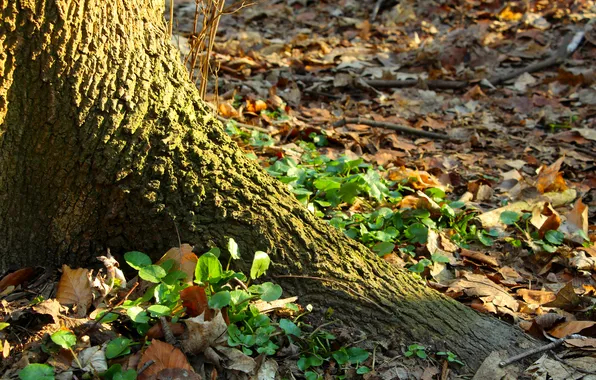 Tree, plants, trunk