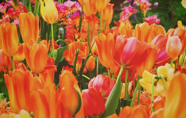 Картинка цветы, лепестки, тюльпаны, оранжевые