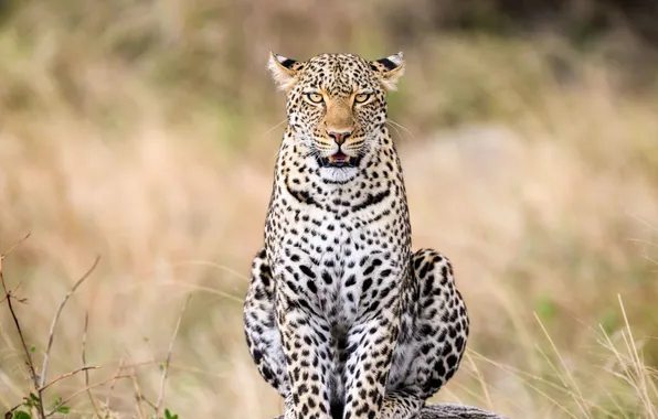 Leopard, beautiful, look, shot, african, stare, restingrock