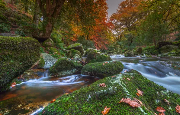 Картинка осень, деревья, река, камни, Англия, мох, Devon, England