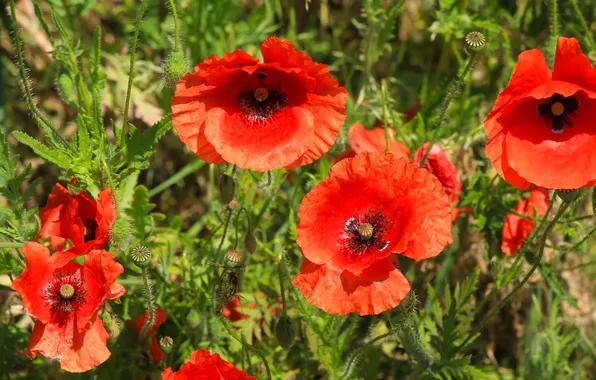 Red, flower, poppy
