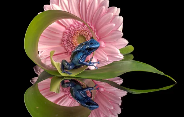 Картинка цветок, отражение, лягушка, гербера, Голубой древолаз