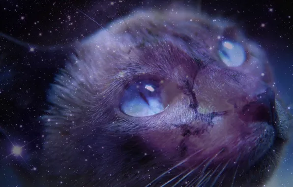 Картинка кошка, взгляд, космос