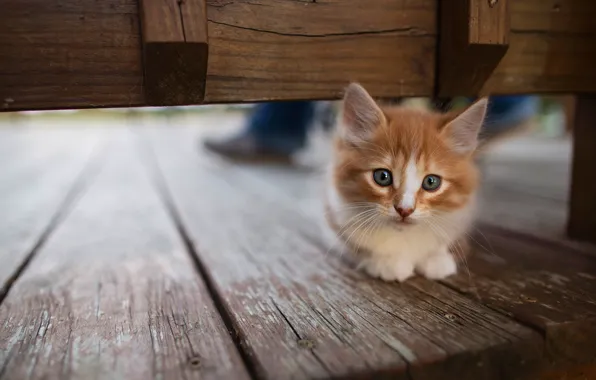 Кошка, взгляд, поза, котенок, фон, доски, рыжий, мордочка