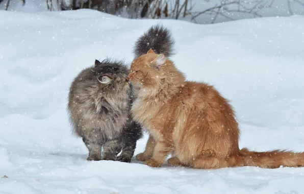 Картинка зима, снег, кошки