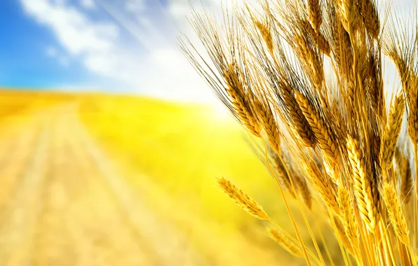 Картинка дорога, пшеница, поле, осень, небо, трава, макро, лучи