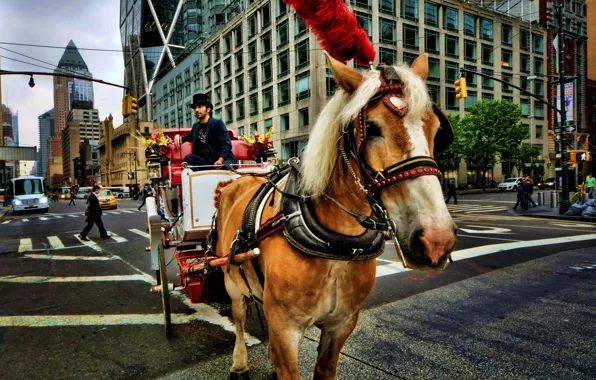 Улица, повозка, New York, street