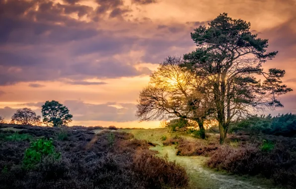 Netherlands, Rheden, Guelders, Sunset Posbank