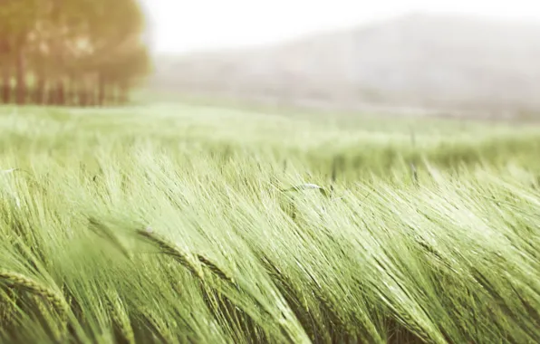 Пшеница, поле, лето, трава, природа, ветер, колосья, зеленая