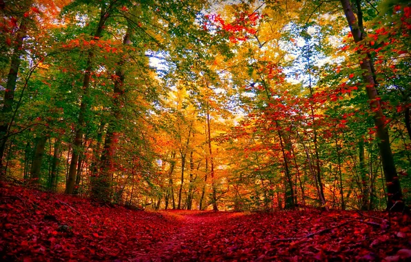 Осень, лес, небо, деревья, пейзаж, природа, растения, forest