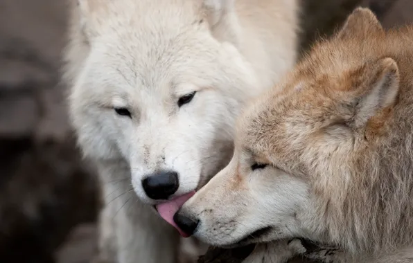 Любовь, волк, хищники, поцелуй, пара, волки
