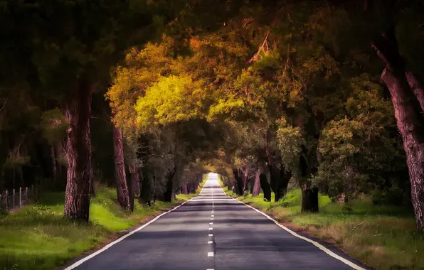 Дорога, лес, деревья, природа, Португалия