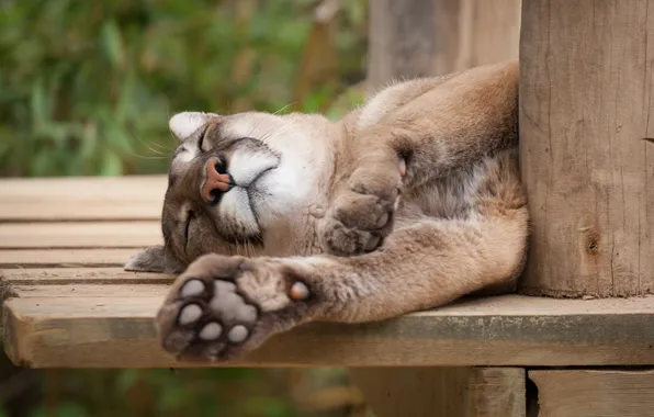 Картинка кошка, отдых, сон, спит, пума, кугуар