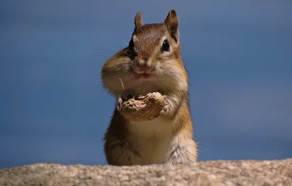 Орех, бурундук, арахис