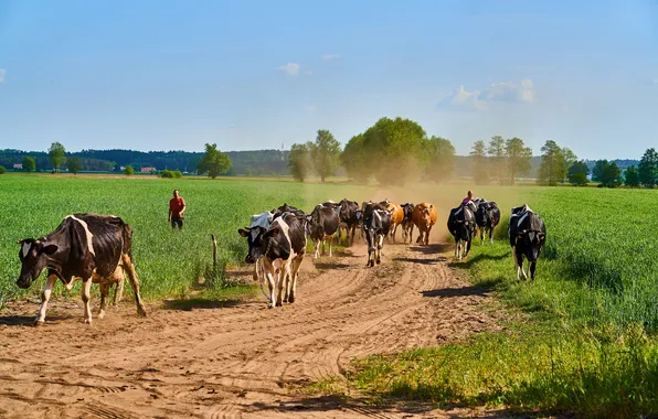 Road, landscape, spring, cows, cattle