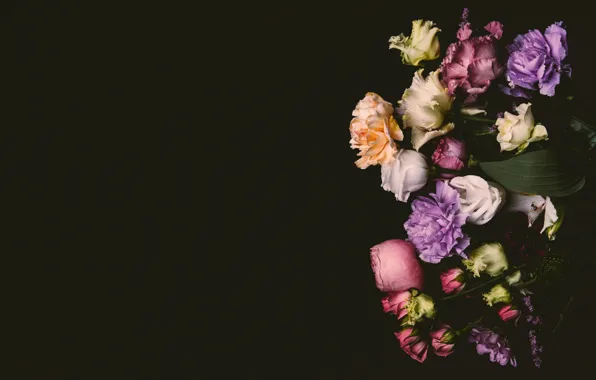 Картинка цветы, розы, colorful, розовые, черный фон, black, pink, flowers