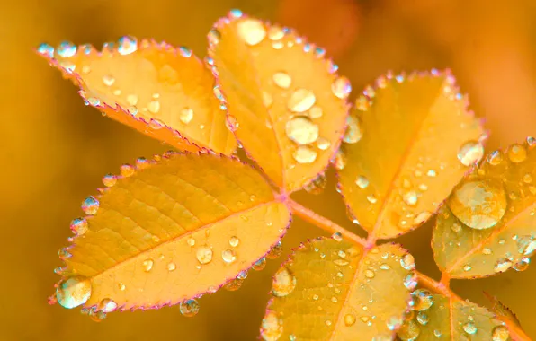 Yellow, drops, leaf