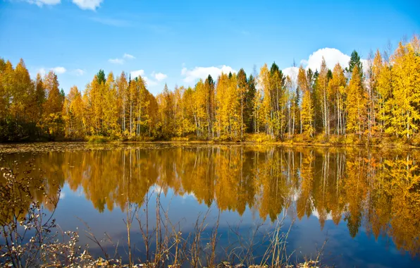 Картинка осень, лес, небо, природа, озеро