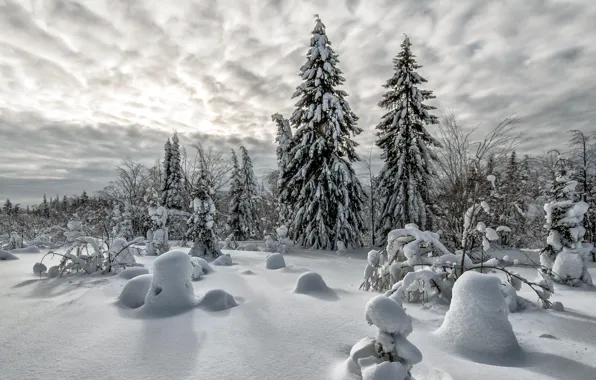 Зима, снег, пейзаж