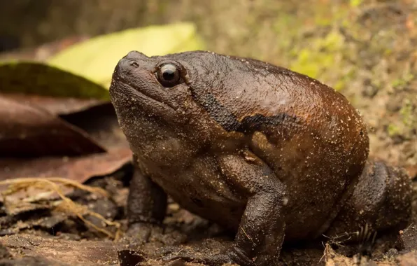 Картинка природа, Asian painted frog, Kaloula pulchra