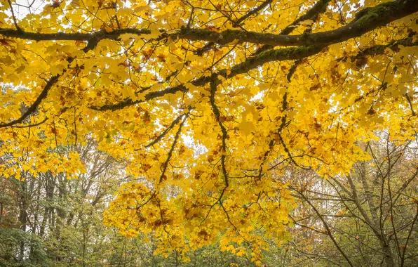 Картинка осень, лес, деревья, листва