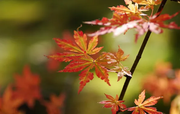 Осень, листья, природа