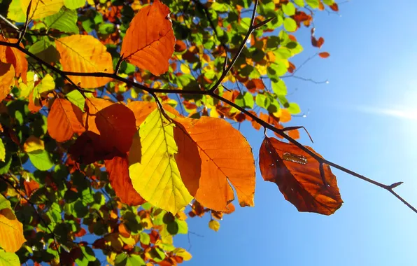 Картинка осень, небо, макро, листва, ветка