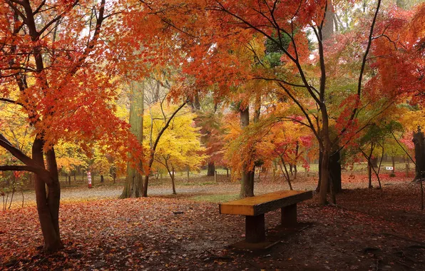 Осень, листья, деревья, парк, скамья