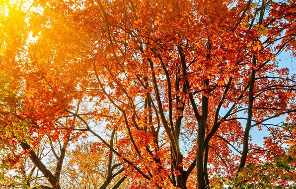 Картинка осень, листья, солнце, лучи, деревья, пейзаж, природа