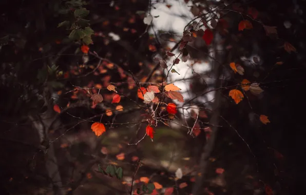 Осень, листья, дерево, красные