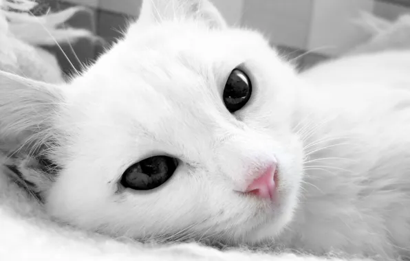 Картинка кошка, кот, морда, белая, лежа