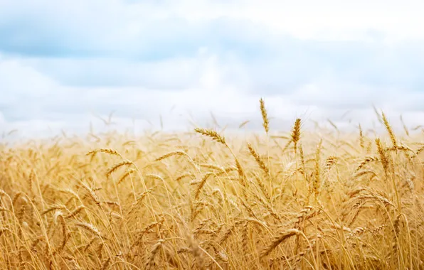 Картинка пшеница, урожай, колоски, колосья, колосок, природа поле