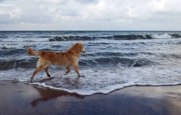 Картинка море, фон, собака