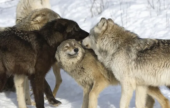 Nature, predator, animal, wolf, wildlife, portrait, wolf pack, portrait.