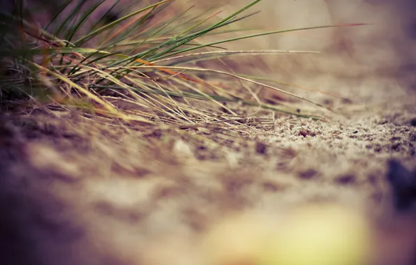 Картинка песок, трава, близко