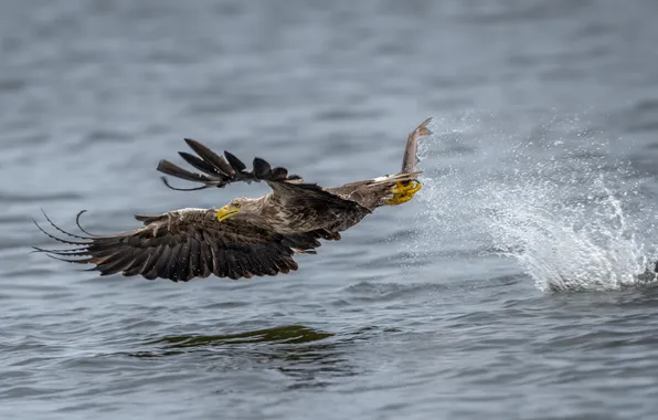 Lake, eagle, fish, hunting