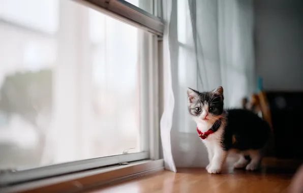 Кошка, котенок, малыш, окно, занавески, ошейник, подоконник, боке