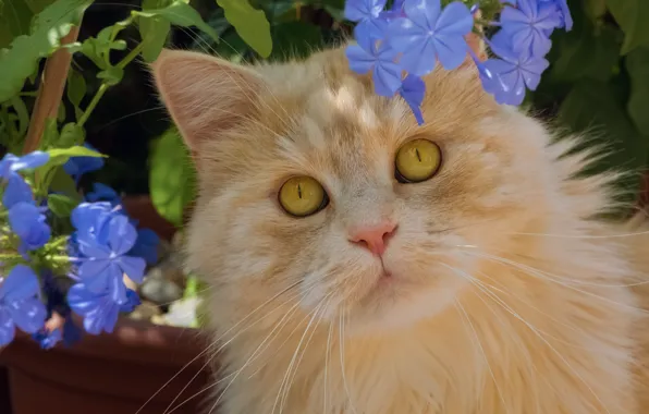 Картинка кот, взгляд, цветы, портрет, рыжий