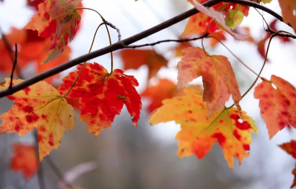 Осень, листья, природа