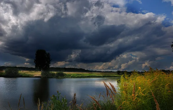 Дождь, trees, stormclouds, rain, горизонт, sky, лес, облака