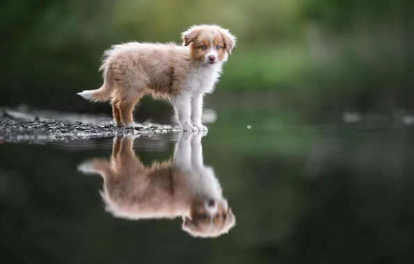 Взгляд, природа, отражение, собака, щенок, мордашка, водоем, боке