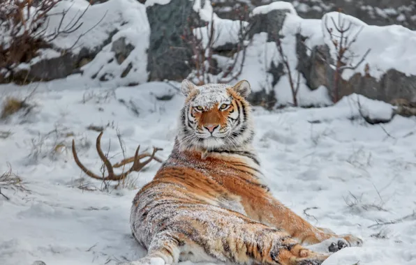 Картинка зима, снег, дикая кошка, тигрица, красава