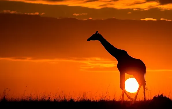 Картинка солнце, закат, природа, жираф, саванна, Африка