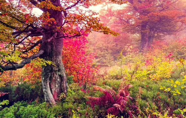 Картинка осень, лес, листья, деревья, пейзаж, forest, autumn, leaves