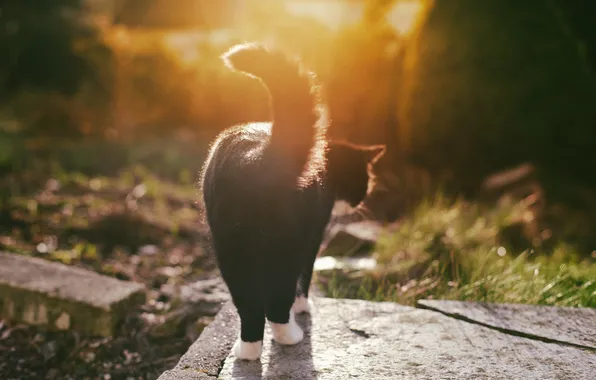 Картинка кошка, кот, черно-белый, лапки, хвост