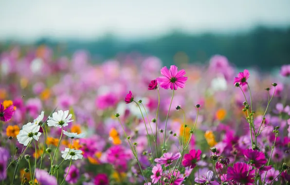 Поле, лето, небо, солнце, цветы, colorful, луг, summer