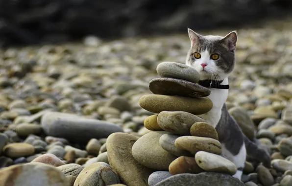 Картинка кошка, кот, взгляд, галька, камни, берег, желтые глаза, спрятался