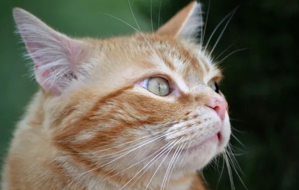 Картинка кошка, кот, фон, портрет, рыжий, мордочка, котейка