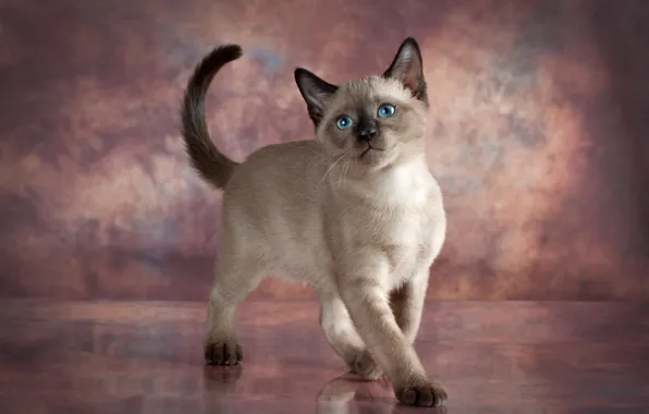 Кошка, поза, котенок, серый, голубые глаза, фотосессия, сиамский