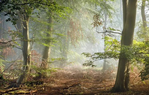 Картинка лес, Англия, утро, дымка, Derbyshire, Peak District